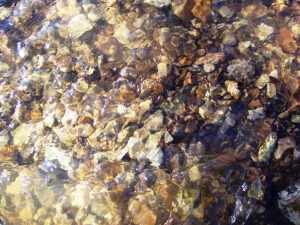 rocks in the bottom of the creek