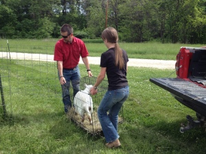 Putting our new goats in their pen (she is heavier than she looks).