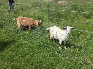 Our new goats, Frank and Lucy (the white one is Lucy and the brown one is Frank).