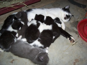 Our cat Sally, nursing her 6 kittens. There names are, Nameless #12345 and 6.:) 
